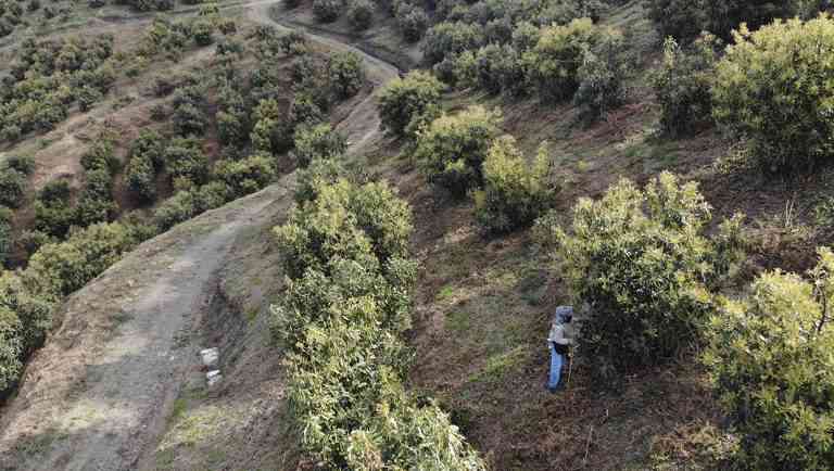 mejores productores de aguacate Hass