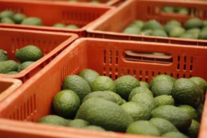 Hass avocado does not store properly