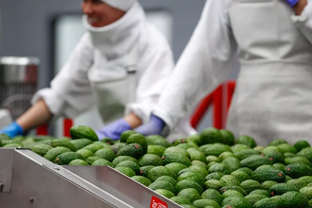 Hass avocado packing plant