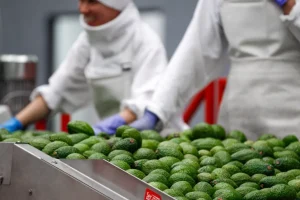 Hass avocado packing plant