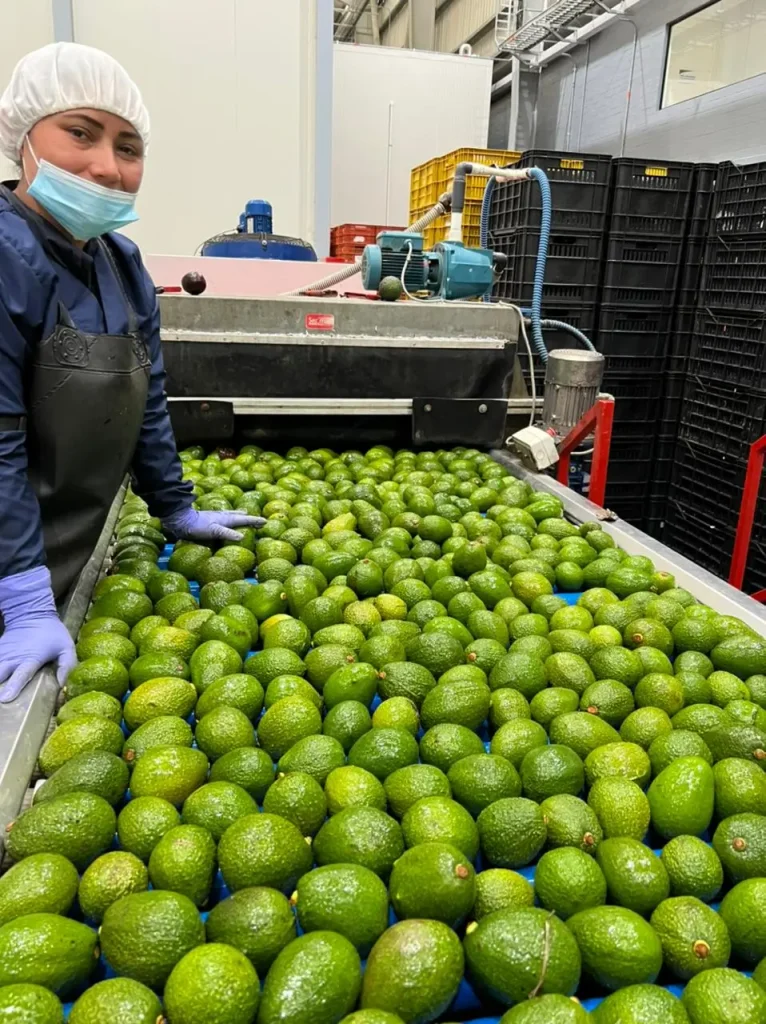 Sustainable production of Hass avocado