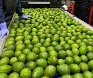 Sustainable production of Hass avocado