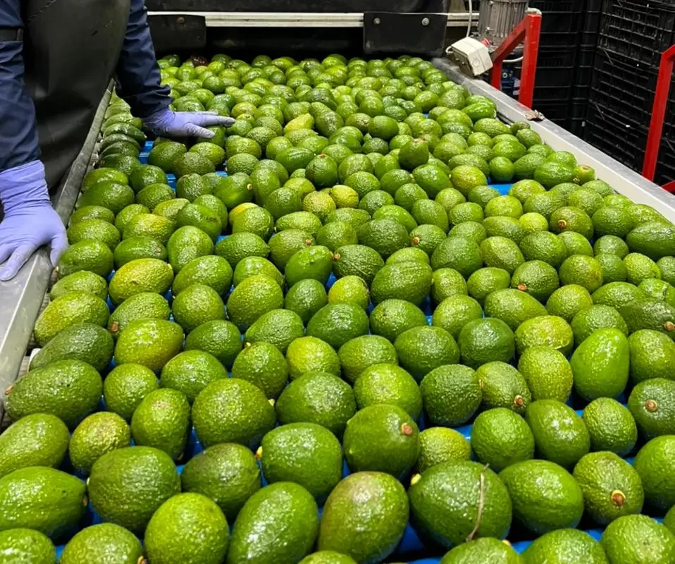 Producción sostenible de Aguacate Hass