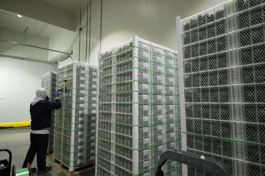 Social and environmental responsibility of the Hass avocado