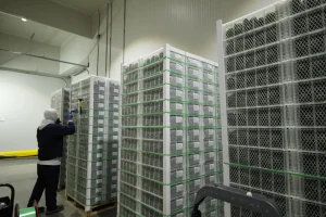 Social and environmental responsibility of the Hass avocado