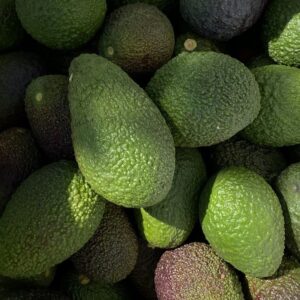 Aguacate Hass altura sobre el nivel del mar