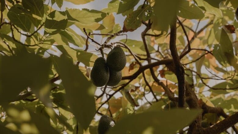 cómo sembrar aguacate