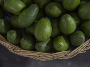 varieties of avocados in Colombia