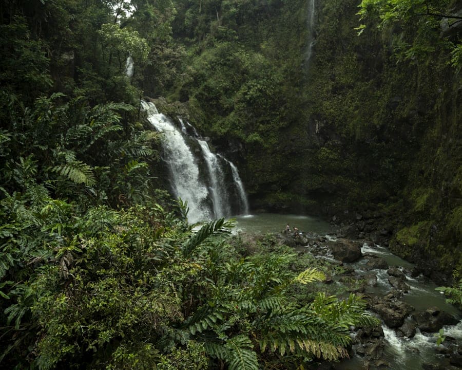 certificación Rainforest Alliance