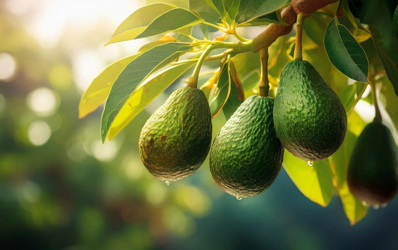 Proceso de selección del aguacate