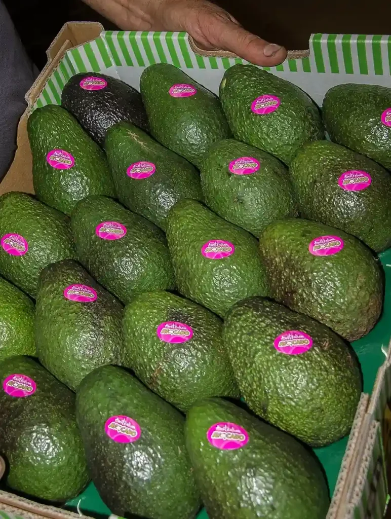 Hass avocado sizes