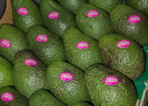 Hass avocado sizes