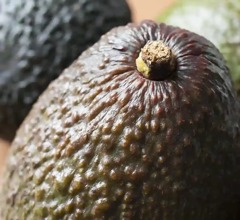 manejo fitosanitario del cultivo del aguacate hass