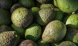 Agronomic management of Hass avocado