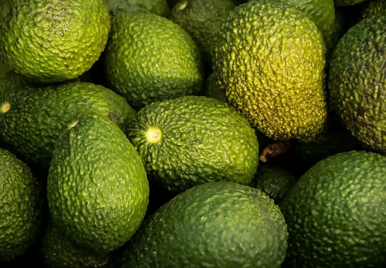Proceso aguacate hass