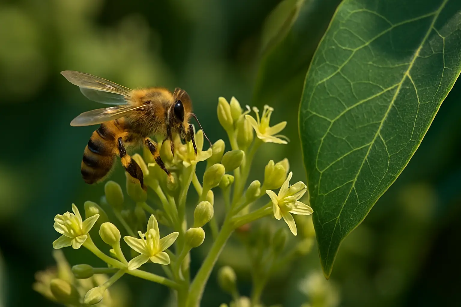 abejas en cultivo de aguacate