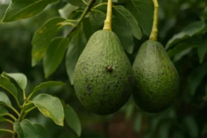 como eliminar plagas de arbol de aguacate