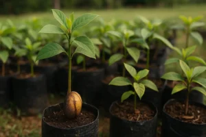 portainjertos de aguacate​