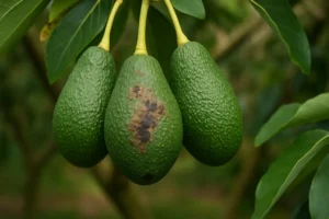 deficiencias de calcio boro y zinc en fruta de aguacate