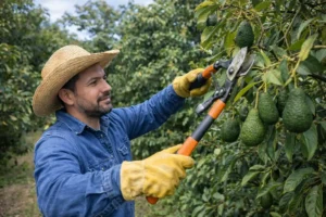 Poda de producción y renovación en huertos adultos: cómo impacta calibre exportable, uniformidad y eficiencia de cosecha