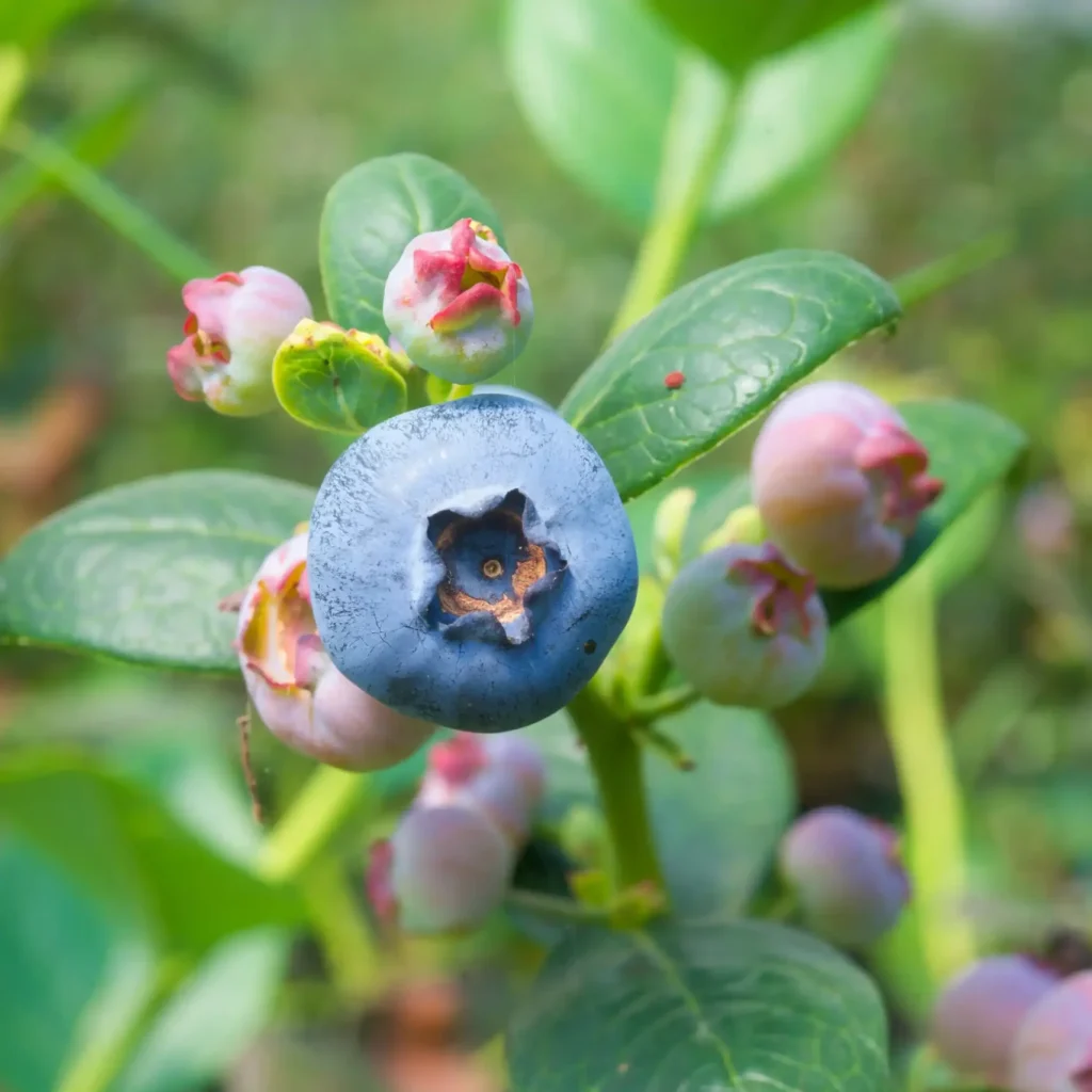 About Fruty Green 20221 scaled e1772571507945