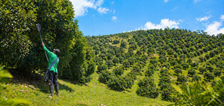 Cuanto oxigeno produce un arbol de aguacate
